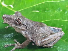 Scinax sugillatus