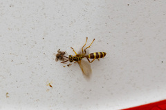 Agelaia cajennensis image