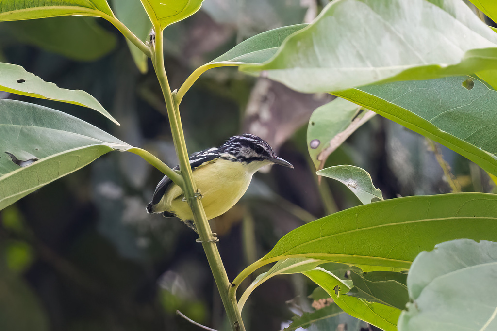 Moustached Antwren