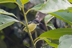 Moustached Antwren photo 1