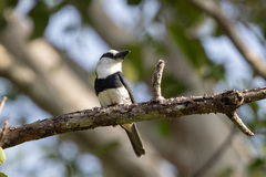 Notharchus hyperrhynchus image