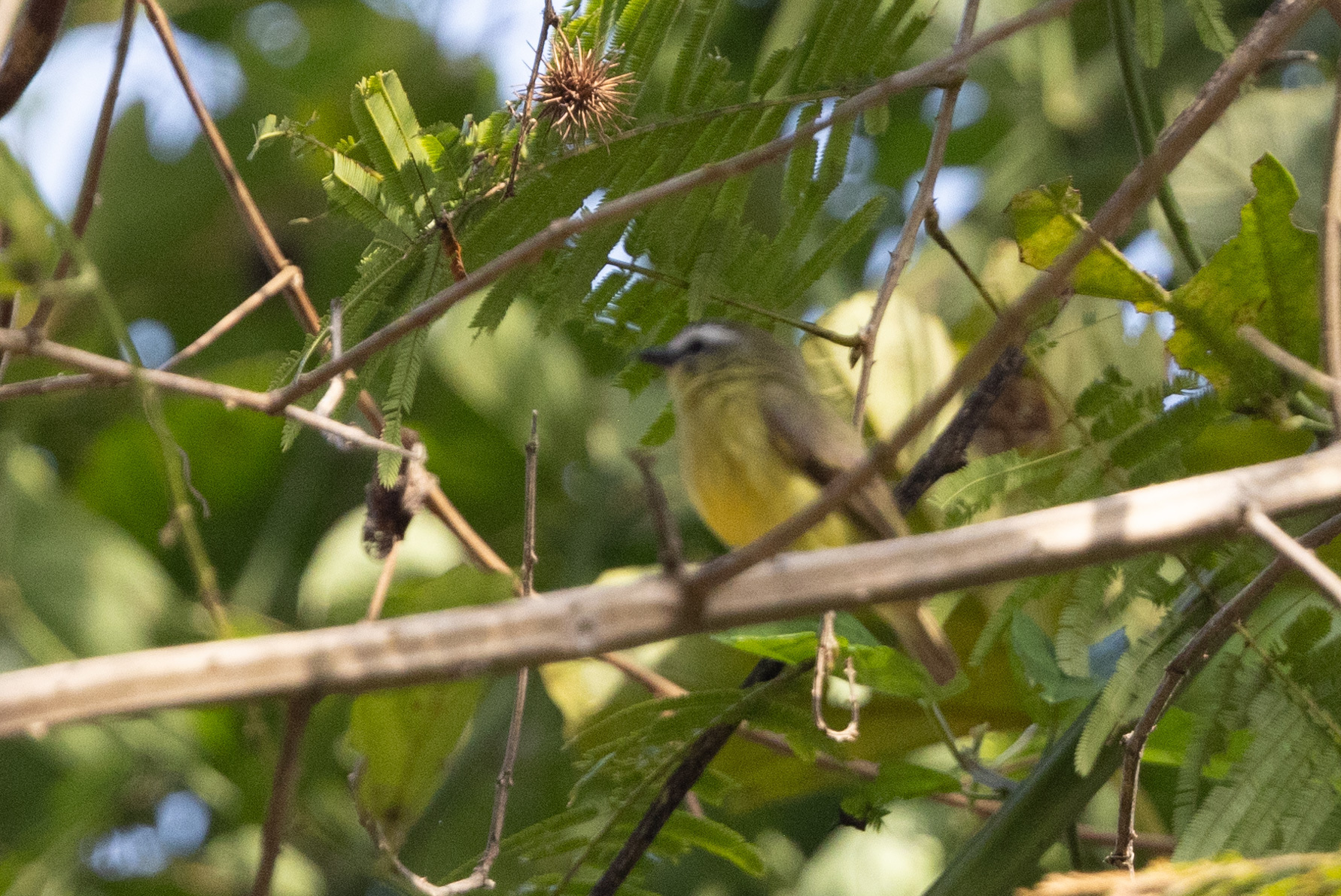 Brown-capped Tyrannulet (Ornithion brunneicapillus)
