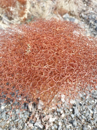 Image of Eriogonum rixfordii by (c) Jana Winberg, some rights reserved (CC BY)