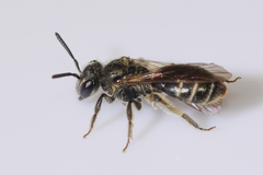 Andrena personata