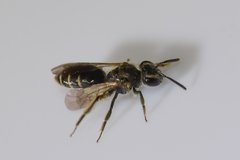 Andrena personata