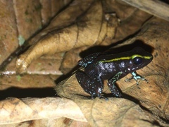 Phyllobates aurotaenia