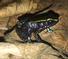 Phyllobates aurotaenia