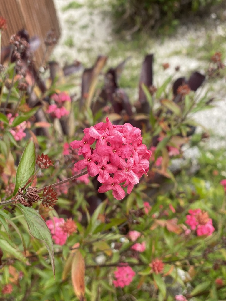 Panama rose from Magellan St, Freeport, The Bahamas on February 29 ...