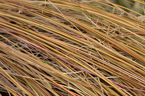 Image of Carex Buchananii (Carex buchananii) by (c) Christopher Stephens, some rights reserved (CC BY-SA)