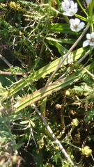 Allium subhirsutum
