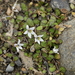 Lobelia carens 2