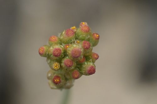 Pseudognaphalium luteoalbum