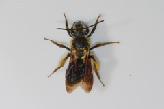 Andrena confederata
