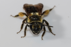 Andrena confederata