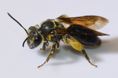 Andrena confederata