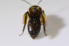 Andrena confederata
