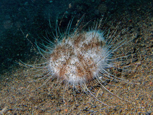 Maretia planulata in life
