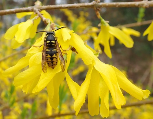 Common Aerial Yellowjacket
