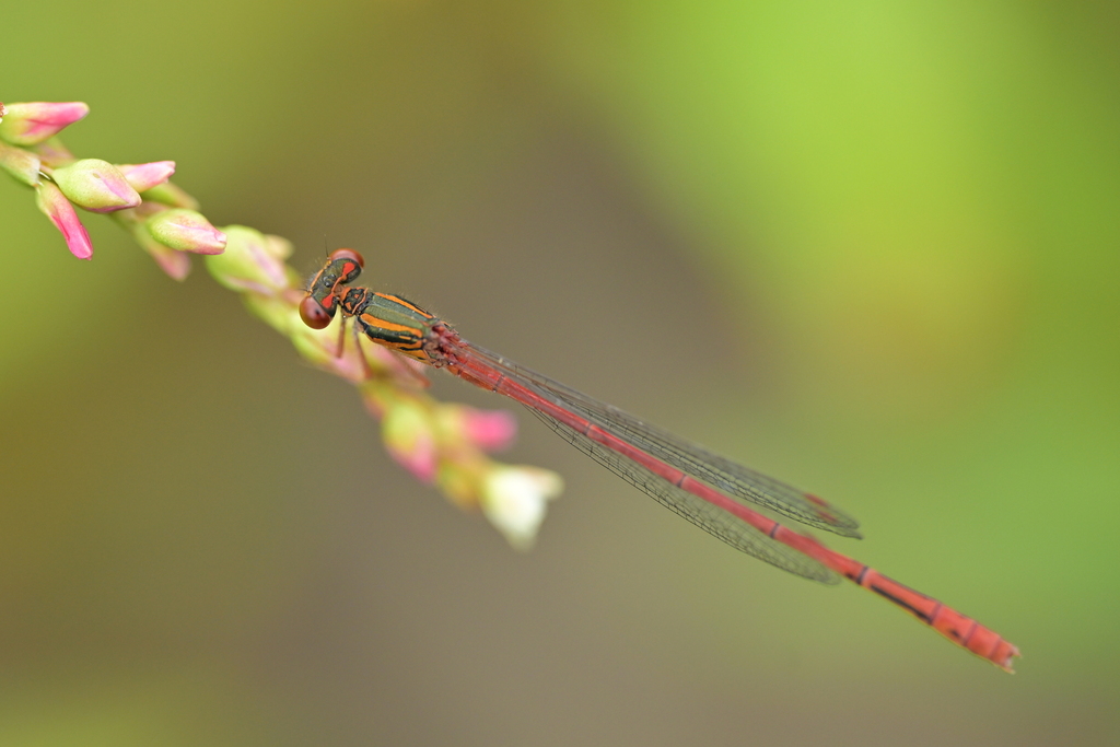 Red Damselfly from Lake Reserve 5771, New Zealand on March 2, 2024 at ...