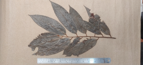 Image of Knema attenuata by (c) T R Shankar Raman, some rights reserved (CC BY)