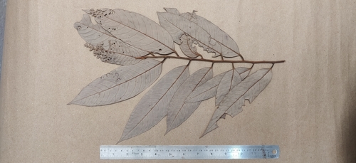 Image of Knema attenuata by (c) T R Shankar Raman, some rights reserved (CC BY)