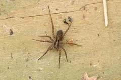 Pardosa