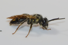 Andrena confederata