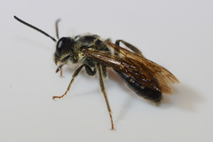 Andrena confederata