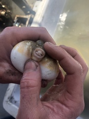 Sphoeroides maculatus