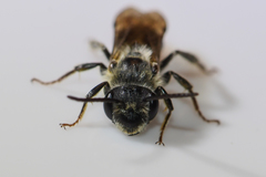 Andrena confederata