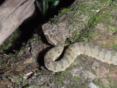 Eyelash Viper photo 3