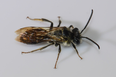 Andrena confederata