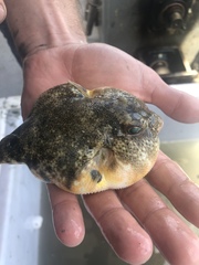 Sphoeroides maculatus