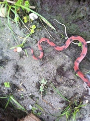 Siphlophis compressus