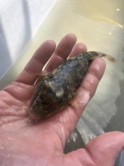 Sphoeroides maculatus