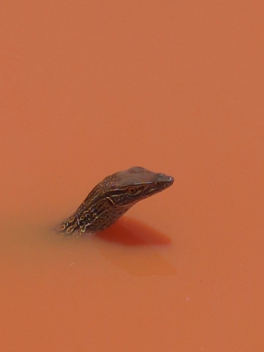 Sand Monitor
