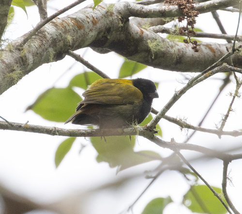 Yellow-shouldered Grassquit (Loxipasser anoxanthus), photo 1