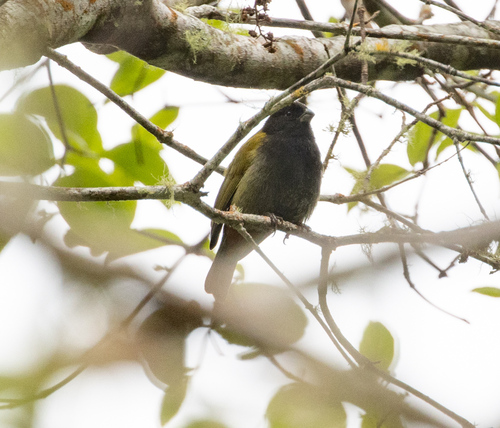 Yellow-shouldered Grassquit (Loxipasser anoxanthus), photo 7