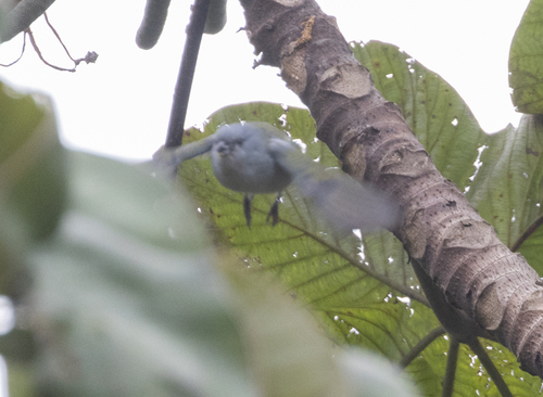 Jamaican Euphonia (Euphonia jamaica), photo 7