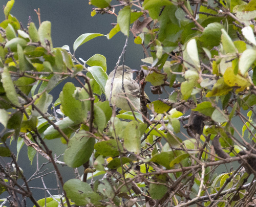 Blue Mountain Elaenia (Elaenia fallax), photo 1