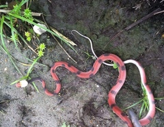 Siphlophis compressus