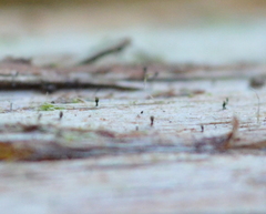 Microcalicium ahlneri