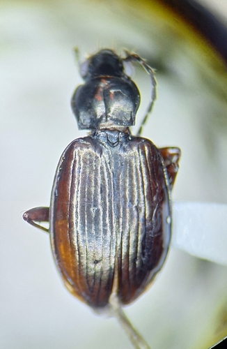 Bembidion nigrocoeruleum