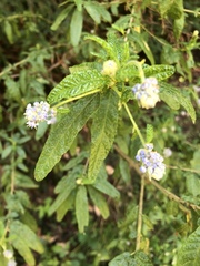 Ceanothus papillosus
