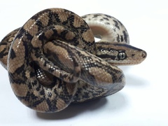 Epicrates maurus