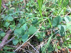 Lonicera hispidula