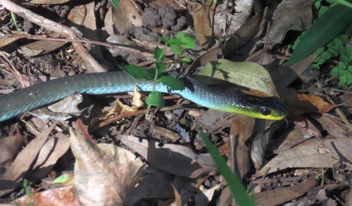Common Tree Snake sighting