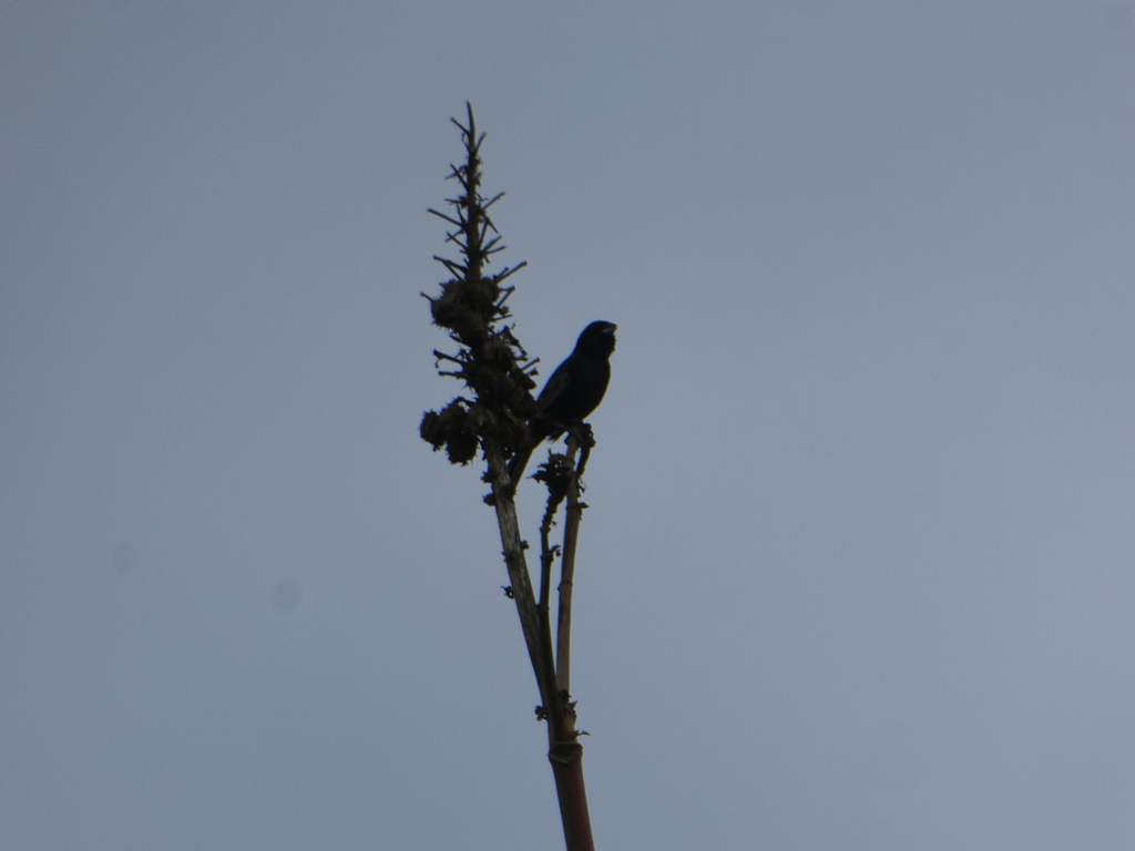 Blue Black Grassquit From Chilca Peru On February 22 2024 At 08 12 AM   Large 