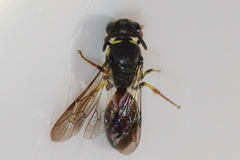 Hylaeus ornatus