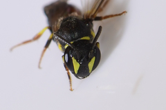 Hylaeus ornatus